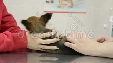 小<strong>狗玩具</strong>猎犬在兽医诊所进行常规疫苗接种。